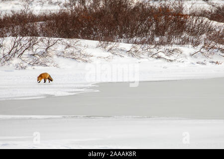 Lemming winter hi-res stock photography and images - Alamy