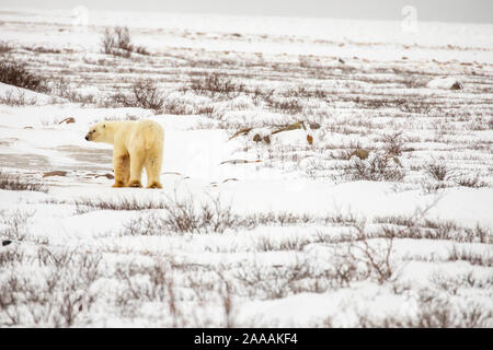 Polar bear in frozen tundra along Hudson Bay in Churchill, Manitoba, Canada in winter. Stock Photo