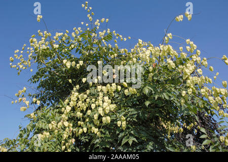 Golden Raintree / (Koelreuteria paniculata) / Rispiger Blasenbaum, Kapselfruechte am Baum / Seifenbaumgewaechse, Sapindaceae,  Golden Rain Tree, Panic Stock Photo