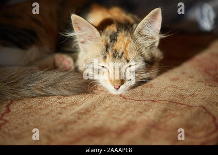 Lazy cat sleeps on sofa. Winter or autumn weekend concept. Stock Photo