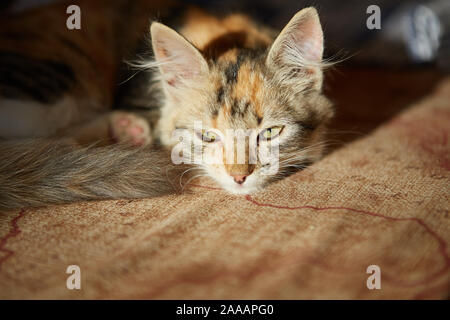 Lazy cat sleeps on sofa. Winter or autumn weekend concept. Stock Photo