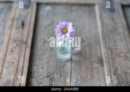 Single aster in a small glass bottle from above on a shabby rustic wooden cabinet Stock Photo