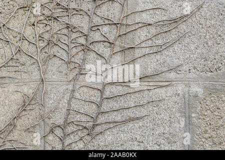 Dead clinging adventitious roots of Common English Ivy / Hedera helix on cinderblock wall in sunlight. Metaphor cling on, holding on, spreading. Stock Photo