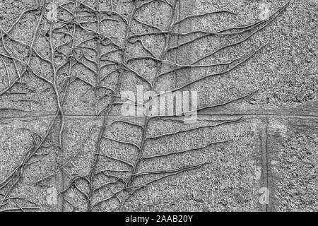 Dead clinging adventitious roots of Common English Ivy / Hedera helix on cinderblock wall in sunlight. Metaphor cling on, holding on, spreading. Stock Photo