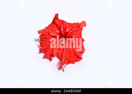 Close-up of red hibiscus flower isolated on white background Stock Photo