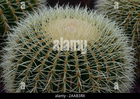 Echinocactus grusonii, popularly known as the golden barrel cactus, golden ball or mother-in-law's cushion, is a well known species of cactus Stock Photo