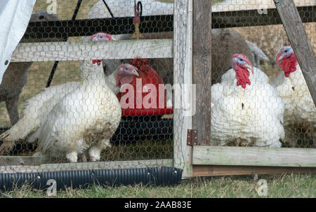 Turkeys looking through fence in barnyard pen. Stock Photo