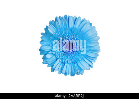 One light blue gerbera flower on white background isolated close up, single gerber flower, daisy head top view, decorative floral pattern design Stock Photo