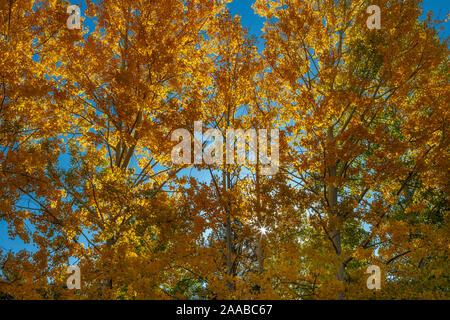 Autumn Aspen, Mt. Lemmon, Arizona Stock Photo