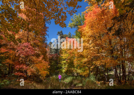 Autumn Color, Mt. Lemmon, Arizona Stock Photo