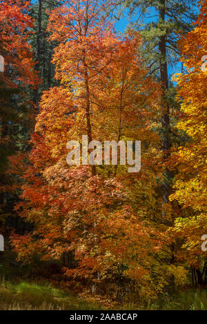 Autumn Maples, Mt. Lemmon, Arizona Stock Photo