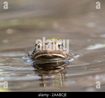 Close-up of American toad swimming in pond, on warm spring day, with funny leaf on head. Stock Photo