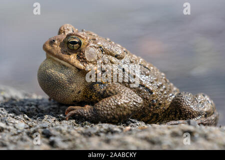 Close-up of American toad on edge of pond. Stock Photo