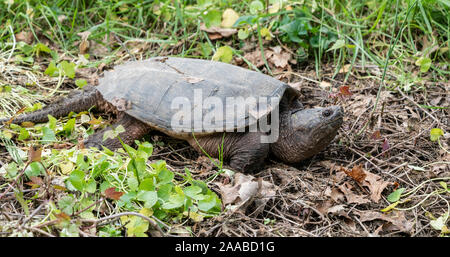 Common Snapping turtle sunning himself near ponds edge.