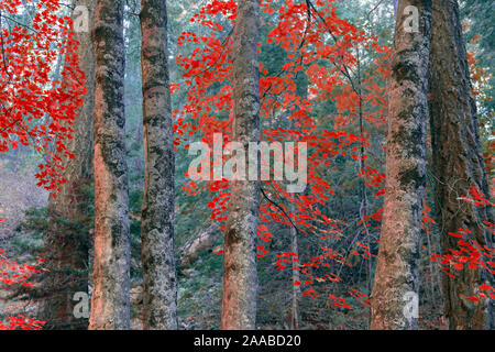 Red Maples, Mt. Lemmon, Arizona Stock Photo