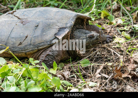 Close-up of old snapping turtle as he headed back to his pond. Stock Photo