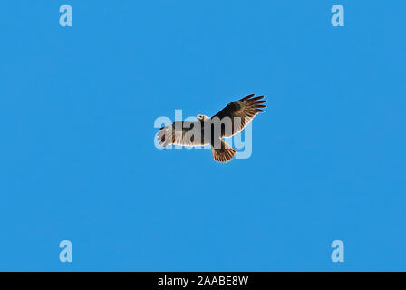 Pygmy Eagle (Hieraaetus weiskei) adult in flight  Wapenamanda, Papua New Guinea         June Stock Photo