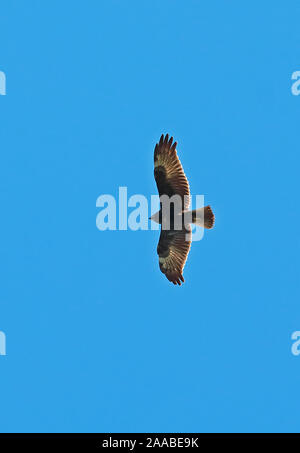 Pygmy Eagle (Hieraaetus weiskei) adult in flight  Wapenamanda, Papua New Guinea         June Stock Photo