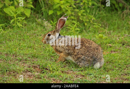 Black Naped Hare, Lepus nigricollis, Bandipur Natioal Park, Karnataka, India Stock Photo