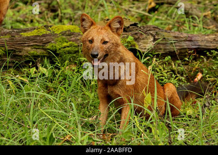 Indian Wild Dog or Dhole, Cuon alpinus , Nagarhole National park Karnataka, India Stock Photo