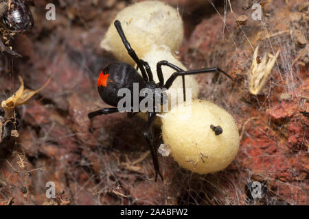 Female Redback spider with eggs,  Latrodectus hasseltii, Satara, India Stock Photo