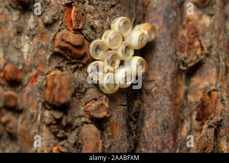 Little insect eggs on tree trunk, close-up Stock Photo