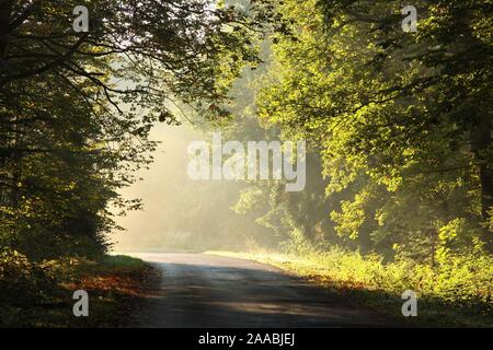 Rising sun lit the oak leaves on the branches of trees in the autumn forest. Stock Photo