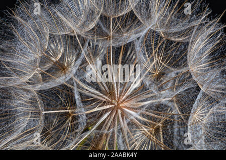 Western Salsify Seeds, Tragopogon dubius Stock Photo