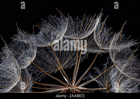 Western Salsify Seeds, Tragopogon dubius Stock Photo