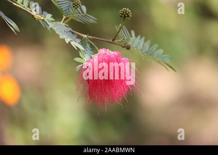 Mimosa tree blossom or powderpuff bloom , Calliandra Surinamensis, Mimosaceae family, Pink powder puff, Surinamese stickpea, Surinam powderpuff Stock Photo