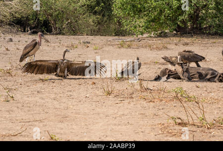 A carcass of a dead elephant is eaten by white-backed vultures (Gyps africanus). Photographed at Hwange National Park, Zimbabwe Stock Photo