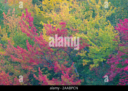 Eagle Lake Fall Colors #1, Acadia National Park, Bar Harbor, Maine Stock Photo