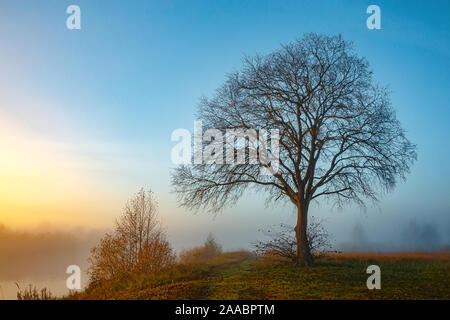 Misty autumn morning in the countryside, one big tree without leaves on the field sunrise, landscape in the countryside Stock Photo