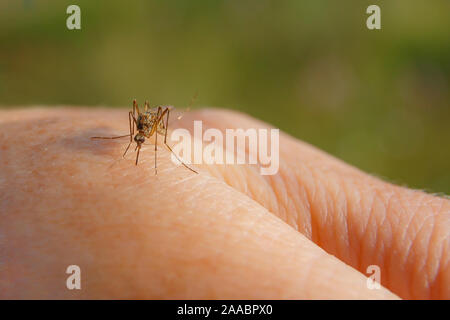 A hand from a mosquito bite. Mosquito drinks blood on the arm. Stock Photo