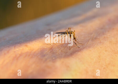 A hand from a mosquito bite. Mosquito drinks blood on the arm. Stock Photo