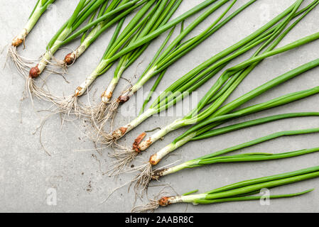 Fresh onion, green organic freshly harvested spring onions on bright background Stock Photo