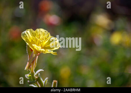 Yellow Oenothera fruticosa Sundrops flower close-up on a blurred background Stock Photo