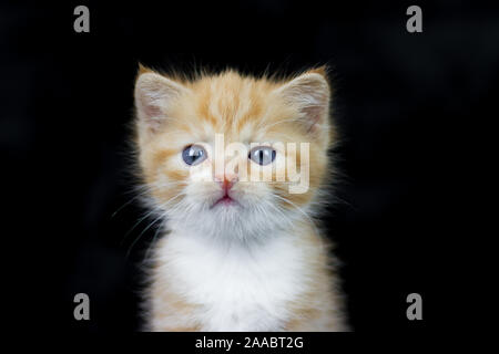 Portrait of a 5 weeks old red tabby kitten, studio photo with black background Stock Photo