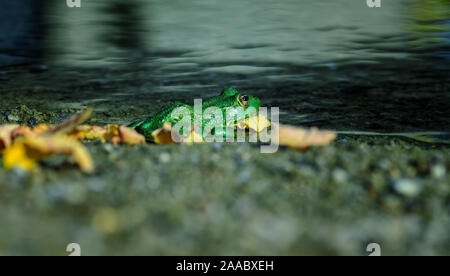 Rana esculenta - common european green frogs in the pond Stock Photo