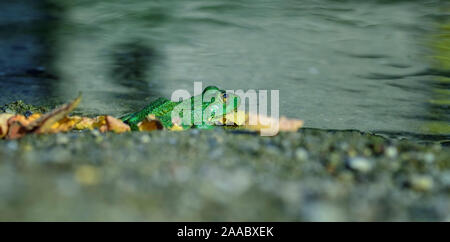 Rana esculenta - common european green frogs in the pond Stock Photo