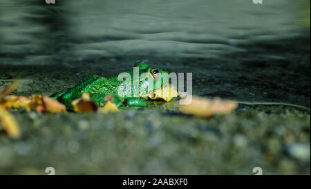 Rana esculenta - common european green frogs in the pond Stock Photo