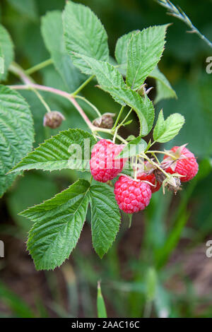 Lots of red ripe raspberries on bush. Close up of fresh organic berries with green leaves on raspberry branch. Growing berries harvest at farm. Stock Photo