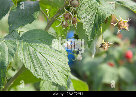 Lots of red ripe raspberries and small working bee on raspberry flower  on a bush. Close up of fresh organic berries with green leaves on raspberry ca Stock Photo