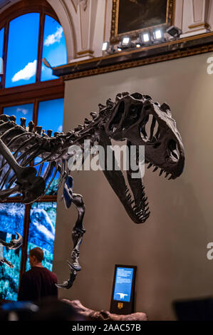 Skeleton of a Allosaurus fragilis.  Allosaurs were large carnivorous reptiles that lived during the late Jurassic period (155 to 145 million years ago Stock Photo