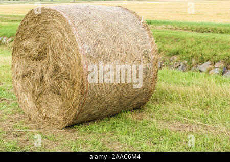 Pressed hay bales in rural area in detail Stock Photo