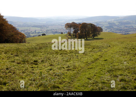 Linley Beeches on Linley Hill, Shropshire, England, UK Stock Photo