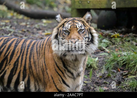 Female Sumatran Tiger, Daseep (Panthera tigris sumatrae) Stock Photo