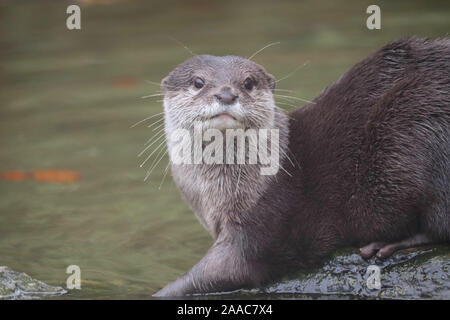 Female Asiatic Short Clawed Otter, Minnie (Amblonyx cinerea) Stock Photo
