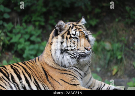 Female Sumatran Tiger, Daseep (Panthera tigris sumatrae) Stock Photo