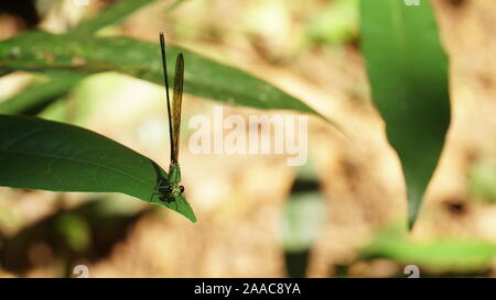 A beautiful dragonfly is sitting on a green leaf. Natural wildlife photography. Stock Photo
